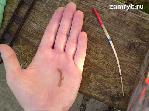 Насаживание земляного или навозного червя на крючок для плотвы, фото