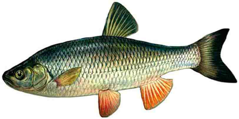 Рыба «Голавль»