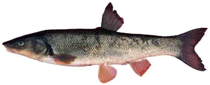 Рыба «Угай (дальневосточная красноперка)»