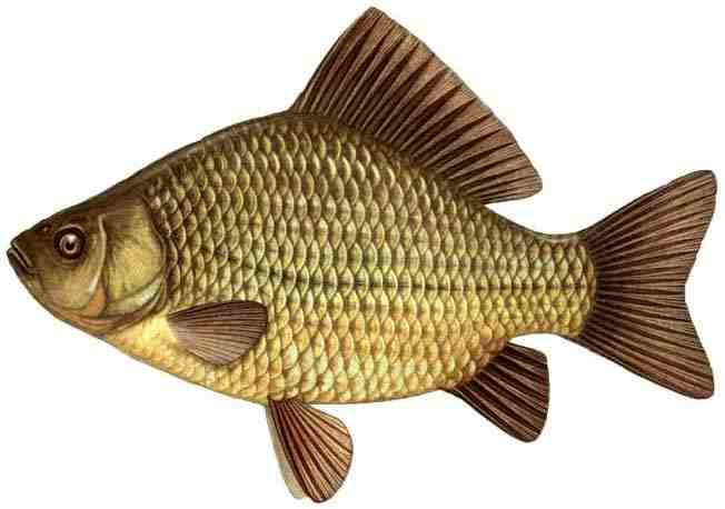 Рыба «Золотой карась (или обыкновенный)»